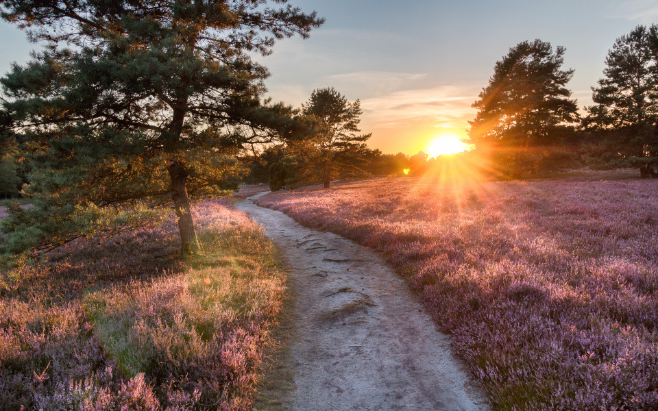 Ein Trampelpfad f&uuml;hr durch die L&uuml;neburger Heide bei Sonnenuntergang